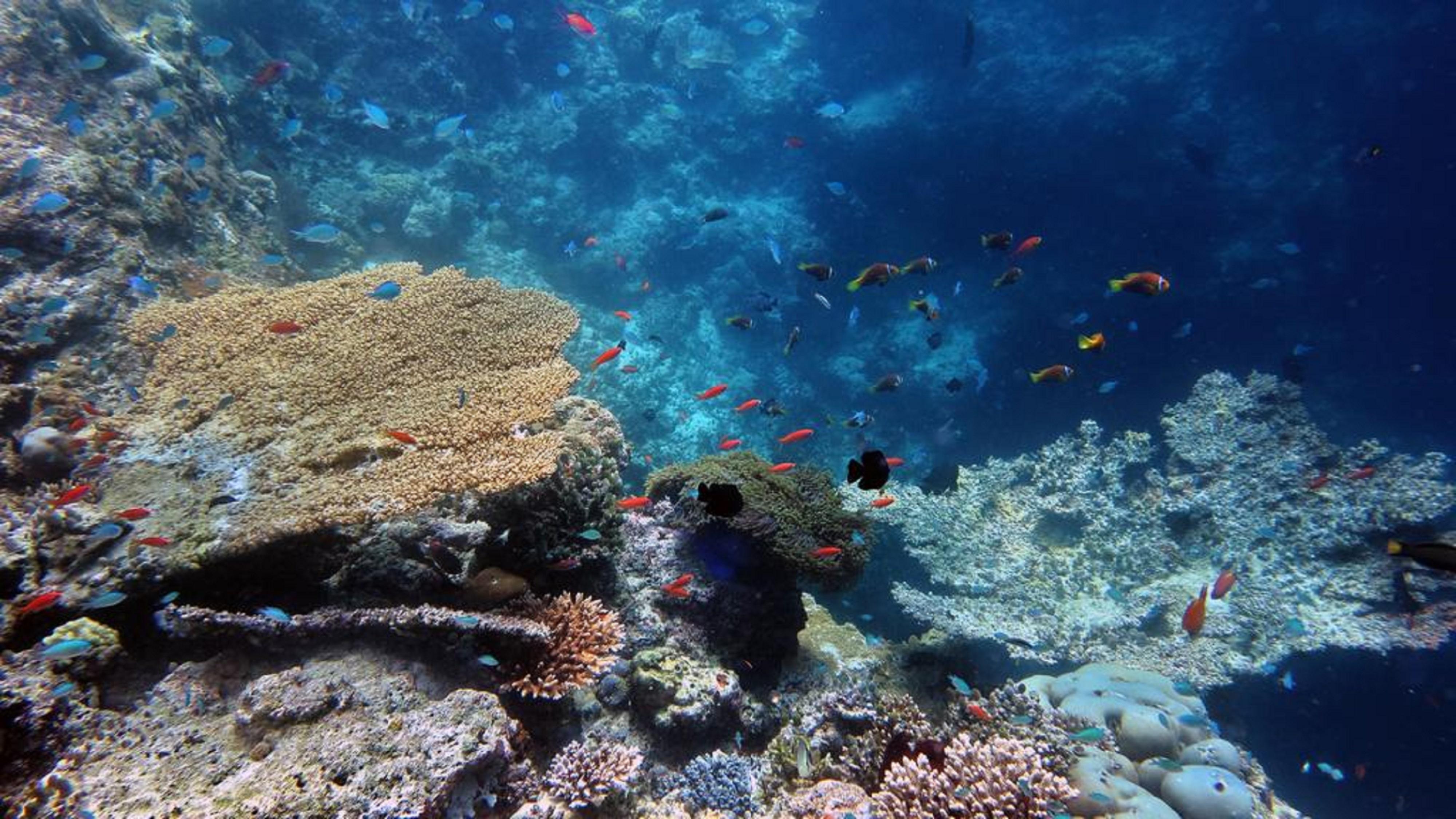 Stingray Beach Inn Maafushi Zewnętrze zdjęcie