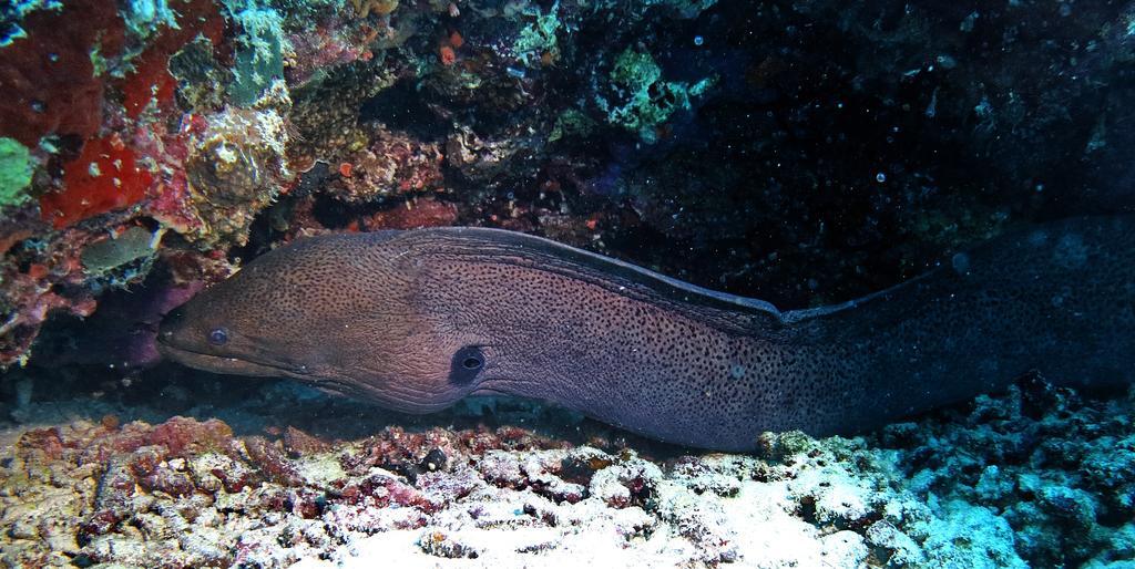 Stingray Beach Inn Maafushi Zewnętrze zdjęcie