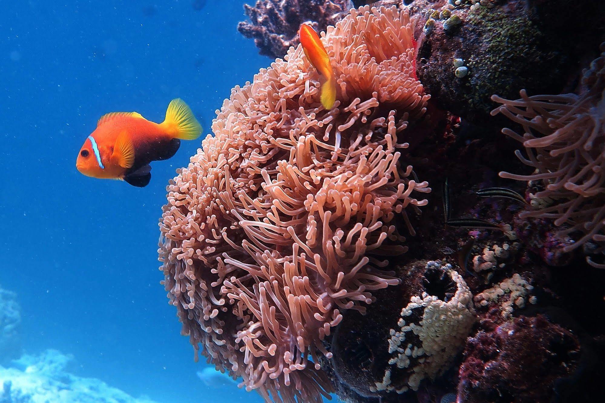 Stingray Beach Inn Maafushi Zewnętrze zdjęcie